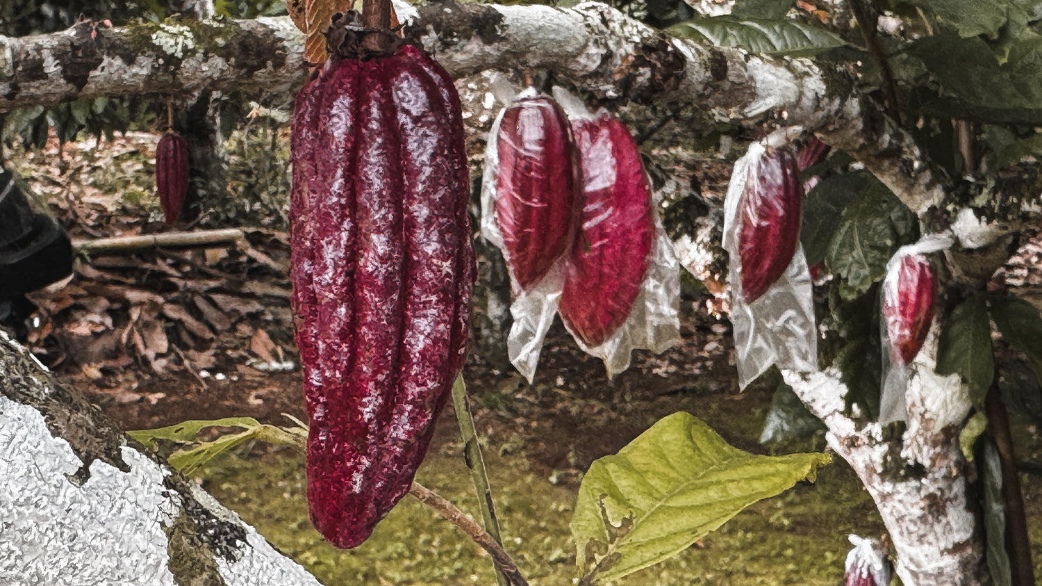 Origin Trip #55: Davao, Philippines- 2026