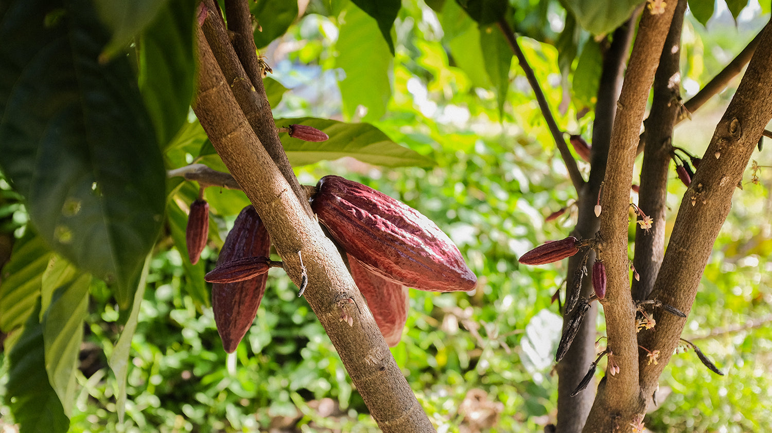 ORIGIN TRIP #29: DAVAO, PHILIPPINES- 2016
