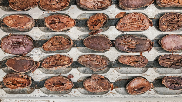 Close-up of cocoa bean cut test