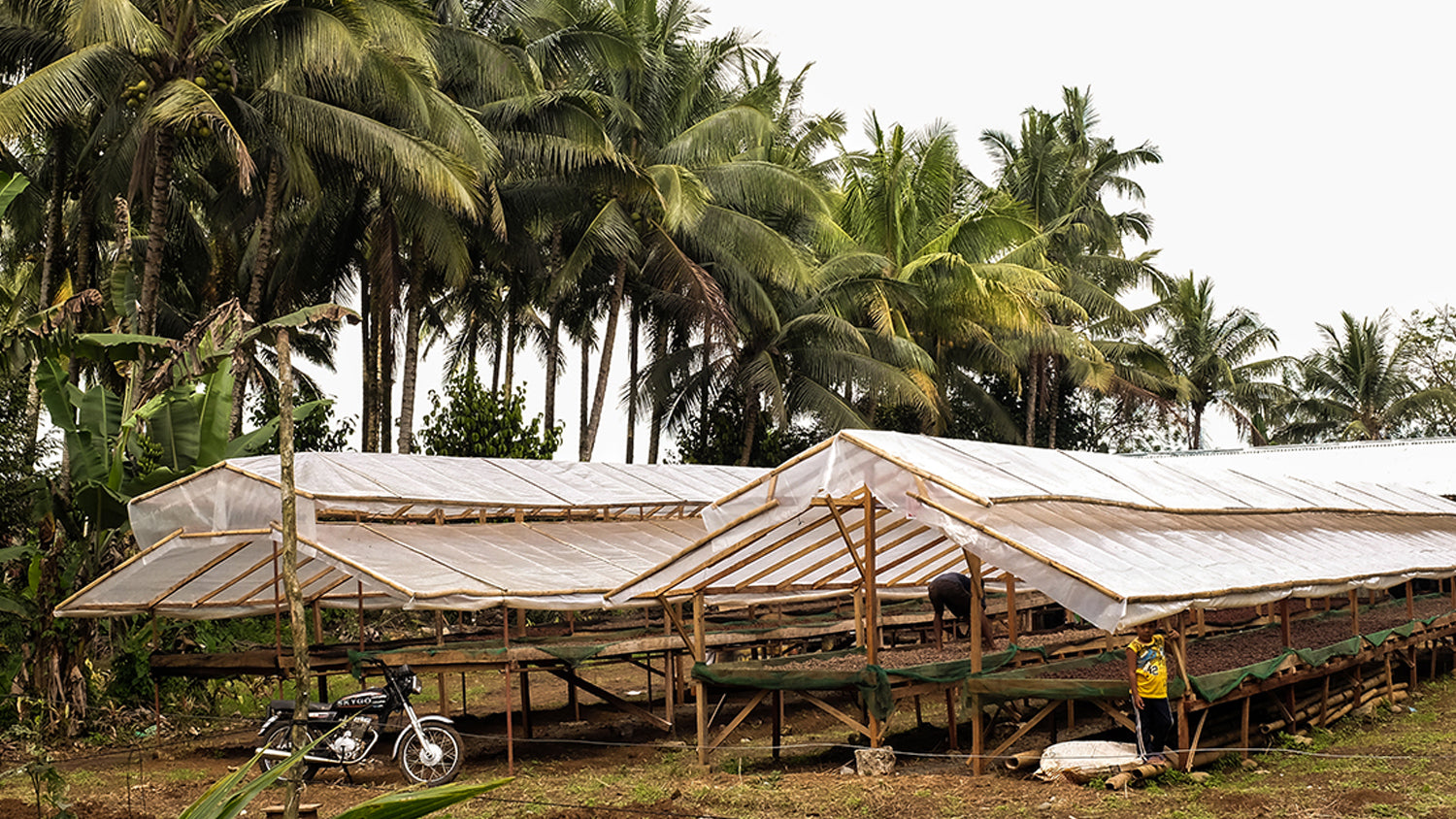 Child Labor In The Cocoa Industry