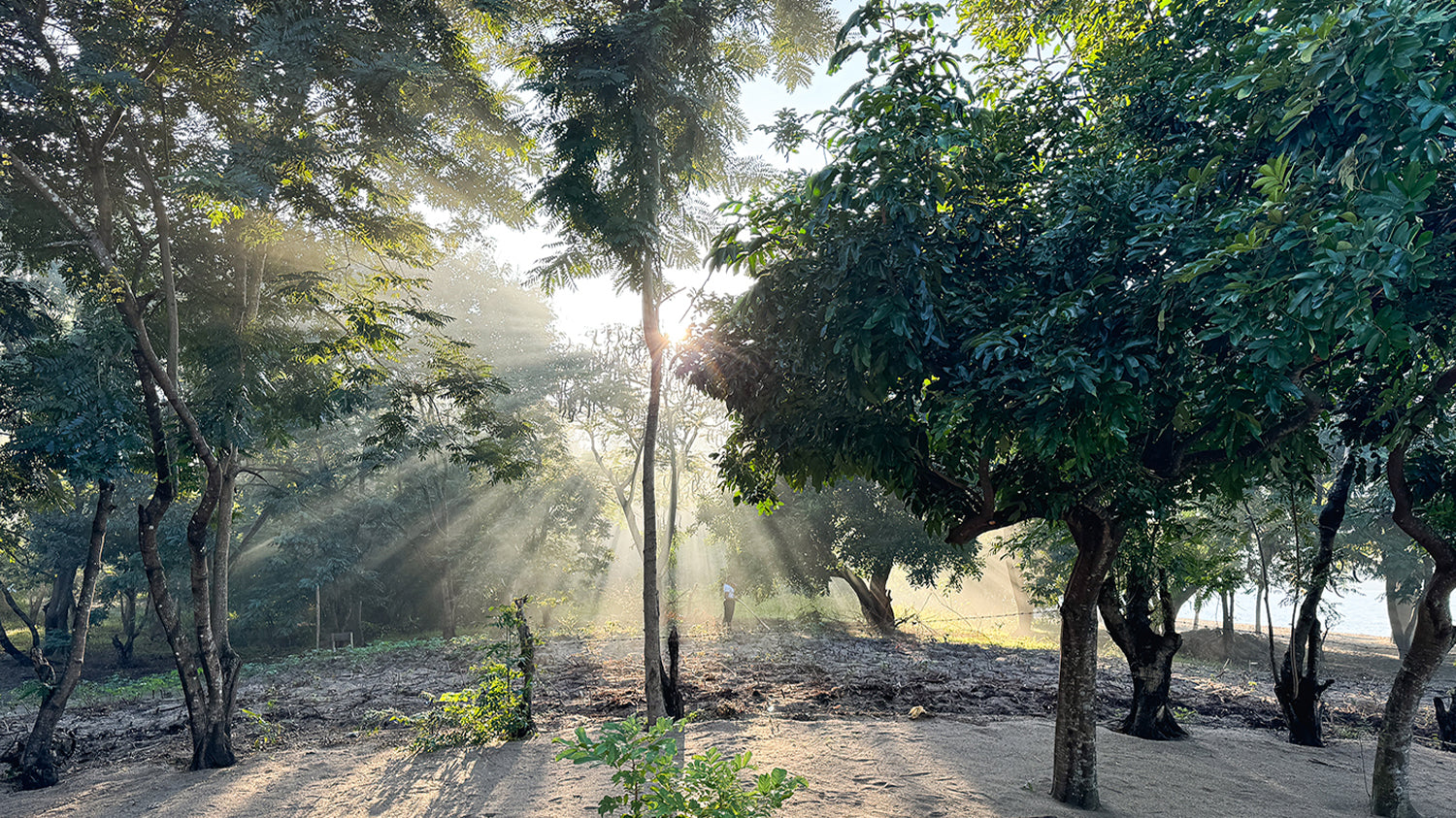 The sunrise shining through a grove of vibrant green trees in Tanzania